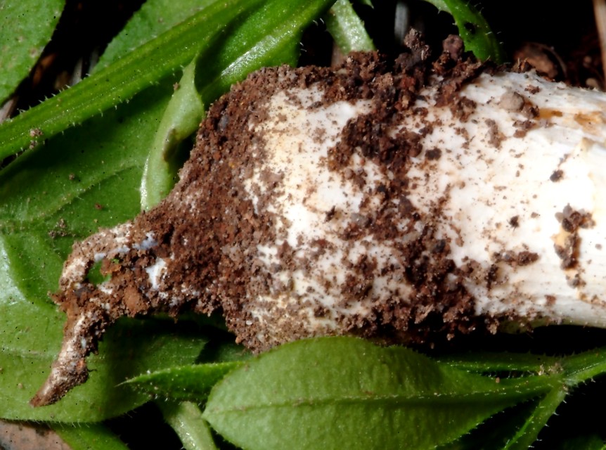 Agaricus bresadolanus (=A. romagnesii).